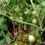 rybniki permakultura ogród pomidorki